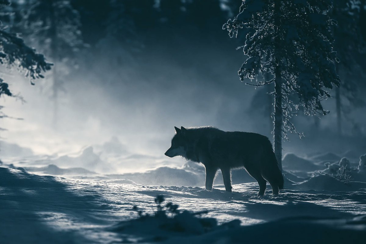 A single figure stands small against a vast environment, outlined by strong backlight while haze drifts between them and the viewer. The result reads like a…