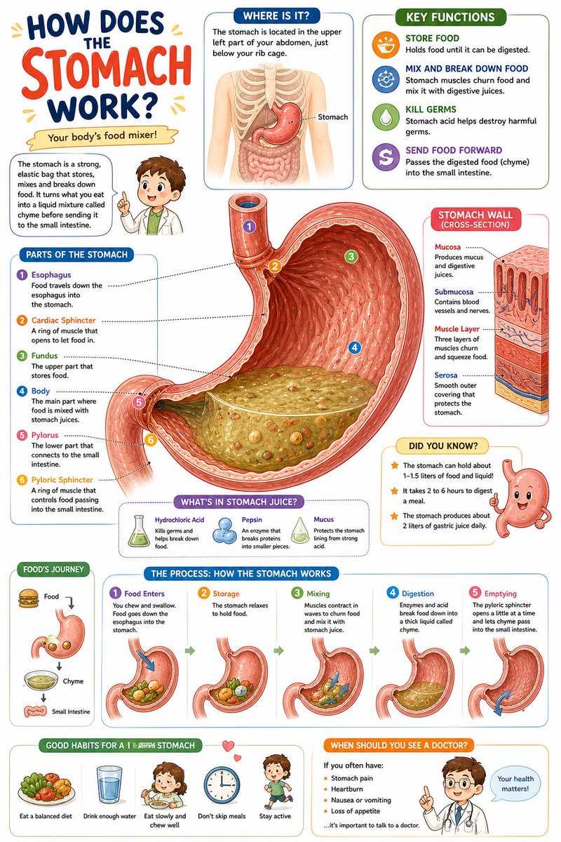 Cutaway Diagram Children's Science Book Illustration — AI result, variation 4 of 4